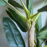 Bananen plant 120 cm