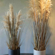 Pampas gras 110-120 cm