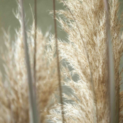 Pampas gras 130-140 cm