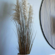 Pampas gras 130-140 cm